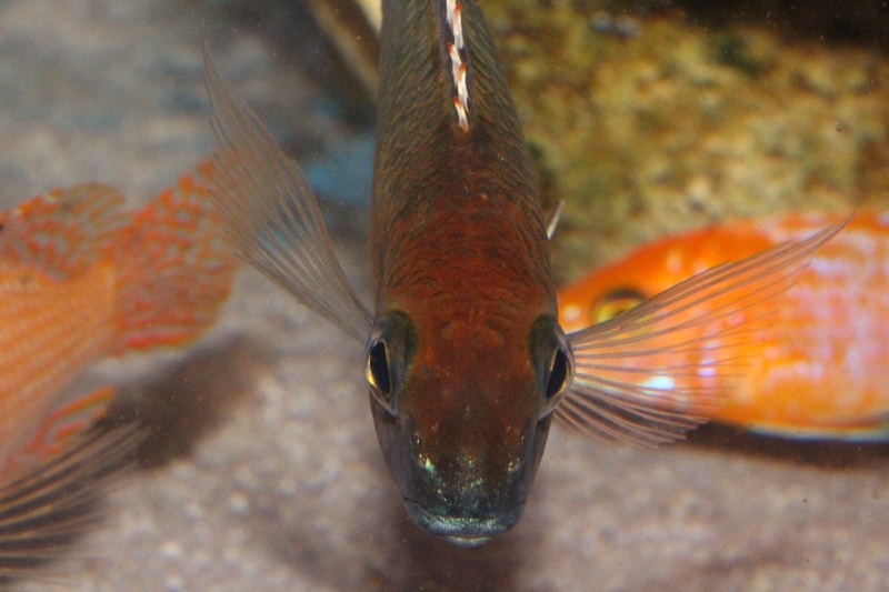 Lethrinops sp. 'red cap' Itungi